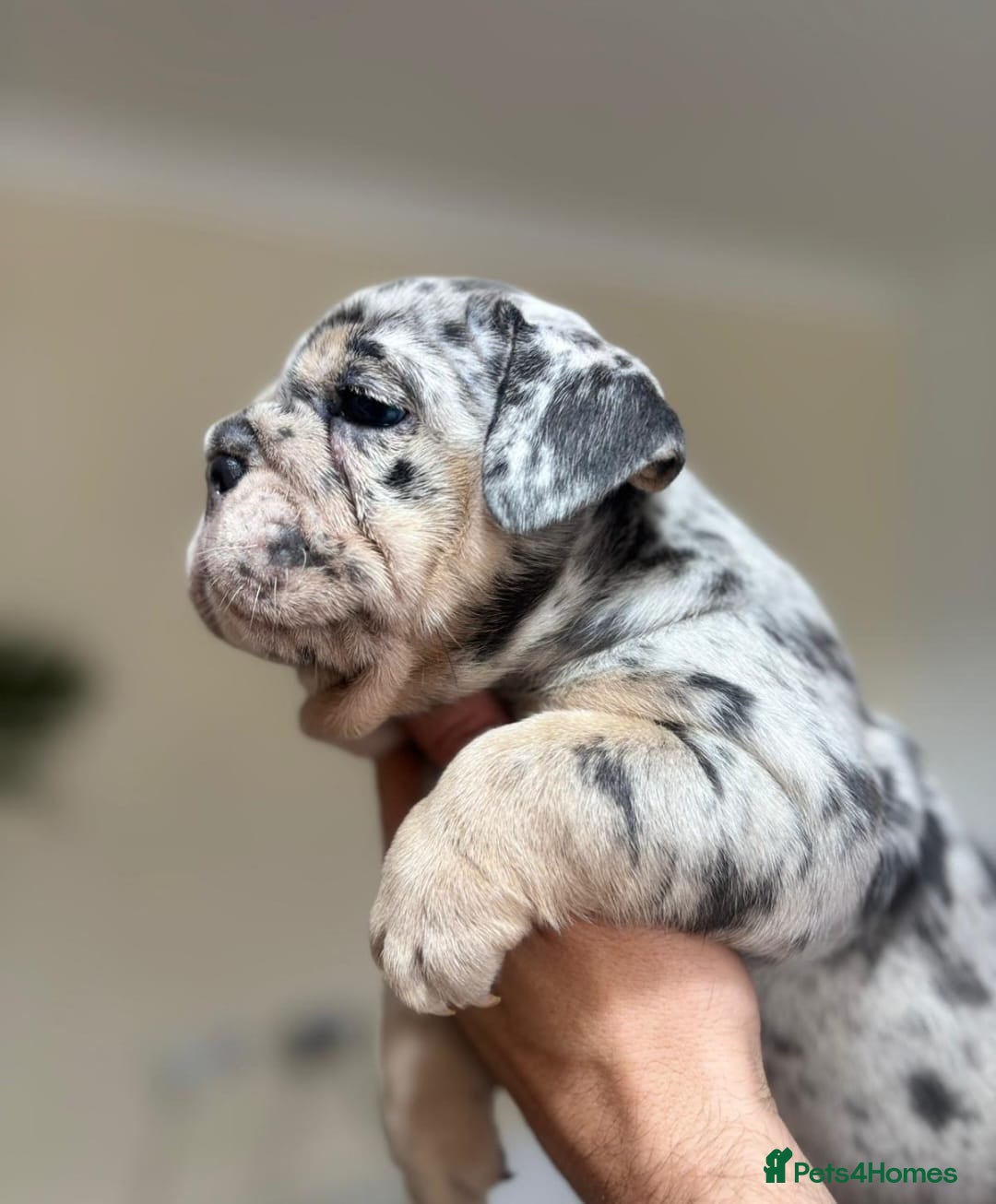 English Bulldog dogs for sale: Beautiful English Bulldog Puppies - Image 18