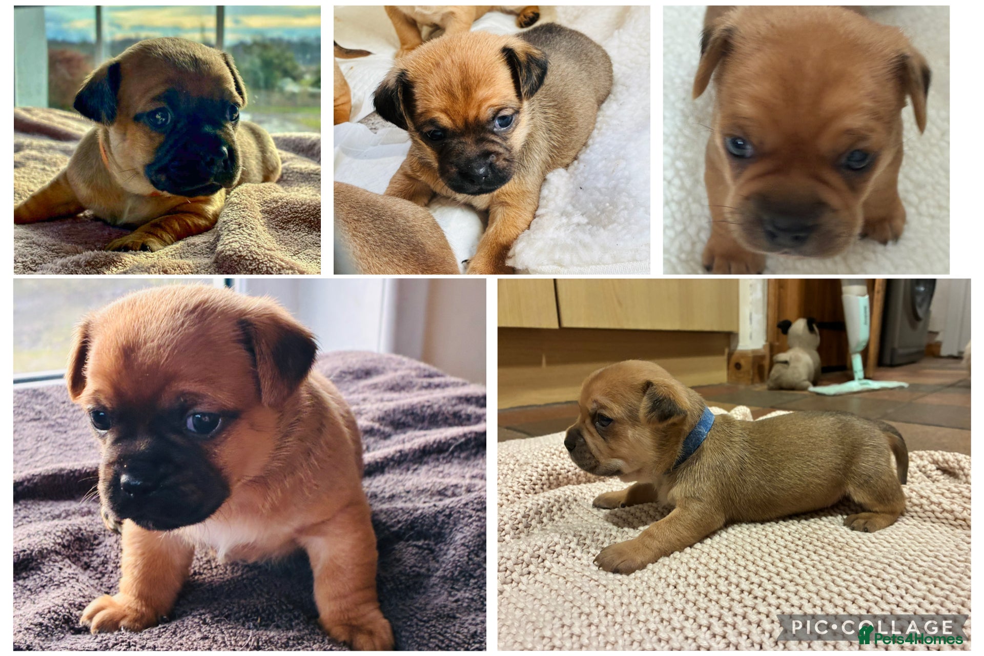 Jug dogs Jug Puppies  - Advert 1