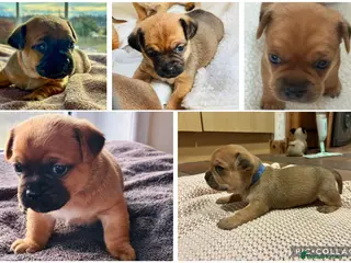 Jug dogs Jug Puppies - Advert 3