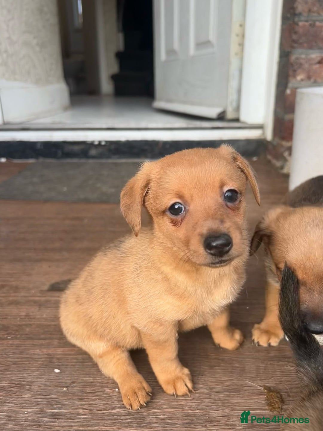 Pomchi dogs for sale: Beautiful pomchi puppies  - Advert 1