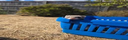 Ferret rodents for sale: Polecat/Ferret kits - Advert 4
