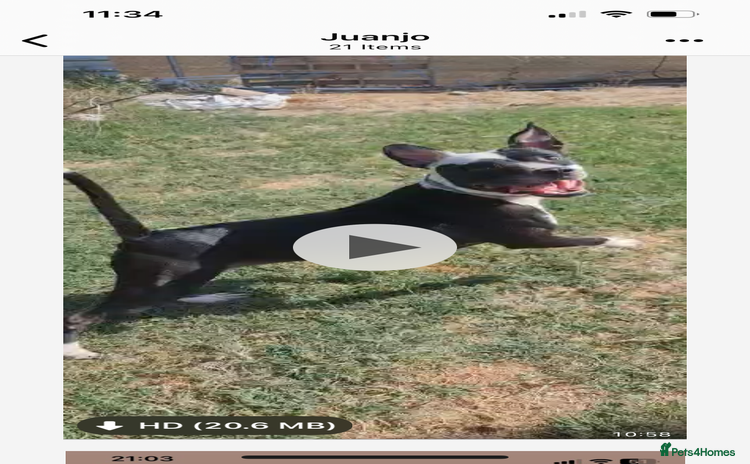 Mixed Breed dogs - Advert 13