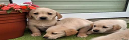 Goldador dogs for sale: Goldador Puppies  - Advert 14