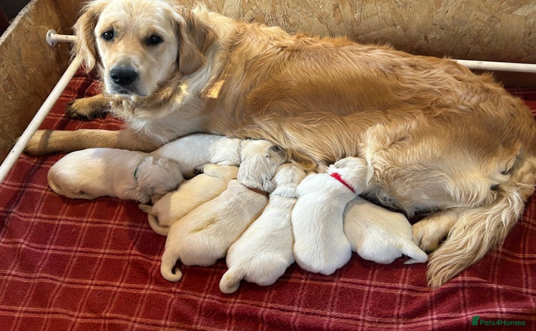Golden Retriever dogs - Advert 1