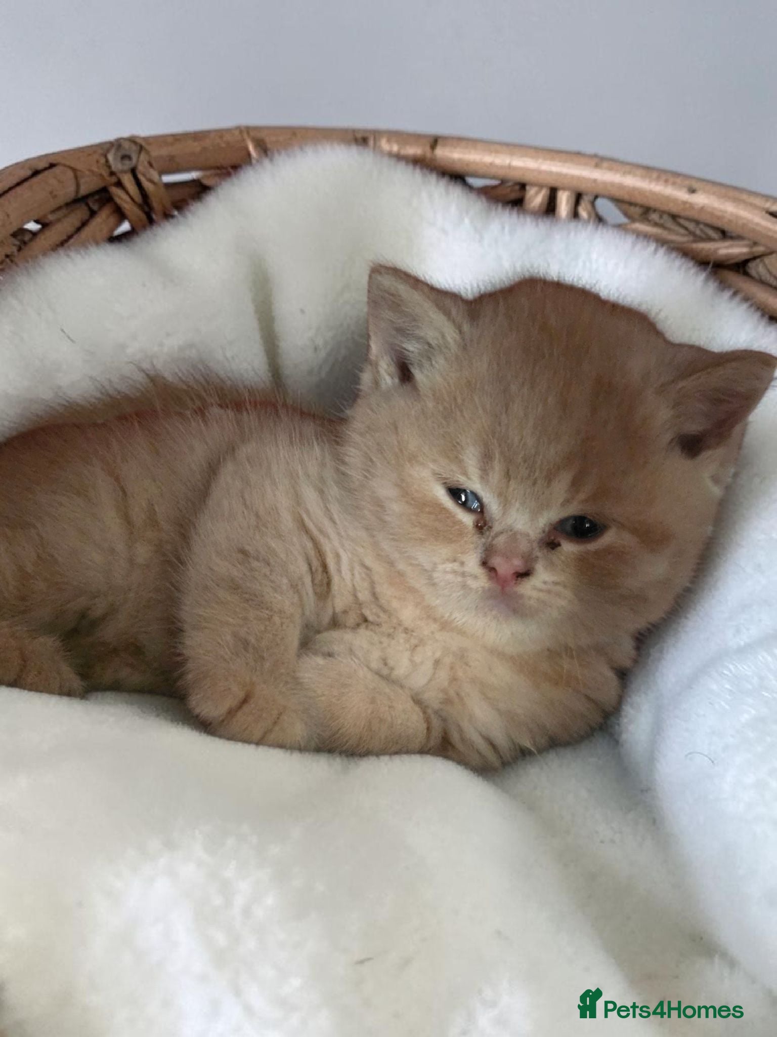 British Shorthair cats Absolutely beautiful kittens looking forever homes - Advert 13