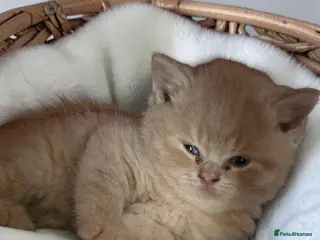 British Shorthair cats Absolutely beautiful kittens looking forever homes - Advert 14