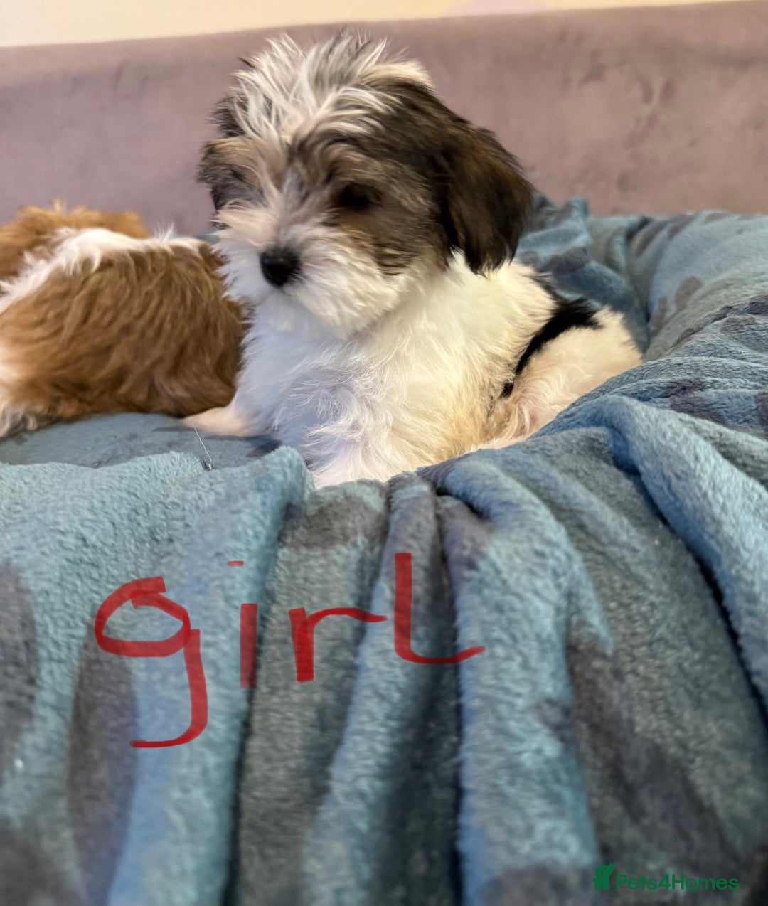 Yorkshire Terrier dogs for sale: Yorkshire Terrier  - Advert 5