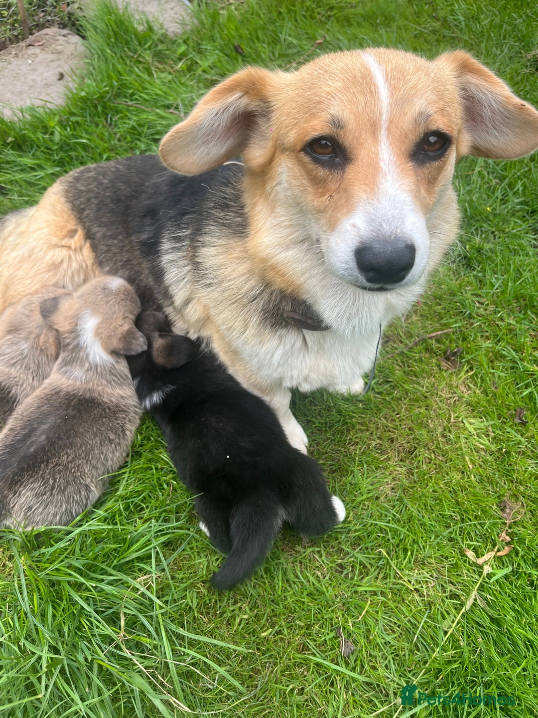Welsh Corgi Pembroke dogs for sale: KC Registered Cuties! Pembrokeshire Corgi Puppies - Image 17