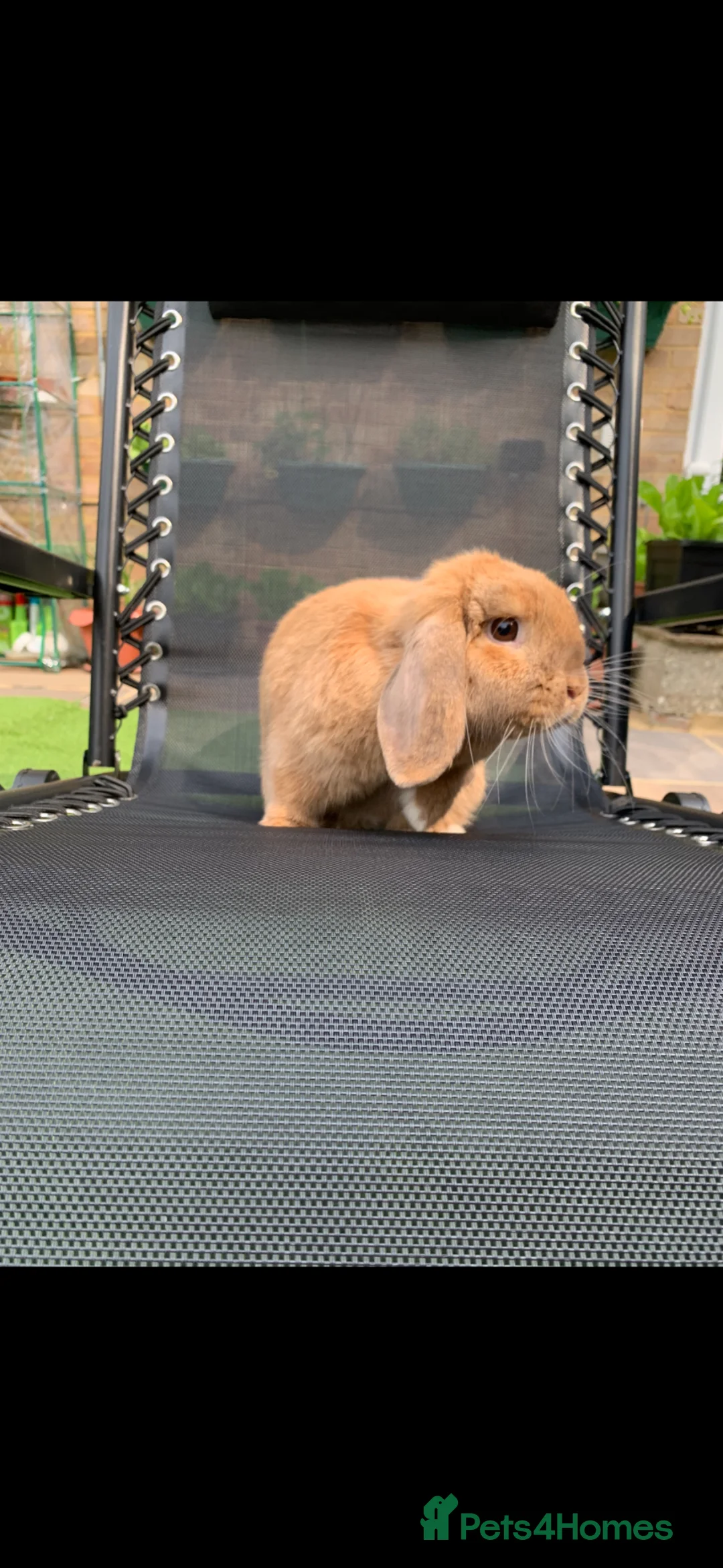 English Lop rabbits for sale: Cyprus  - Advert 2