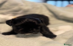 Shih Tzu dogs for sale: 🐾 Beautiful Shih Tzu Puppies🐾 - Image 10