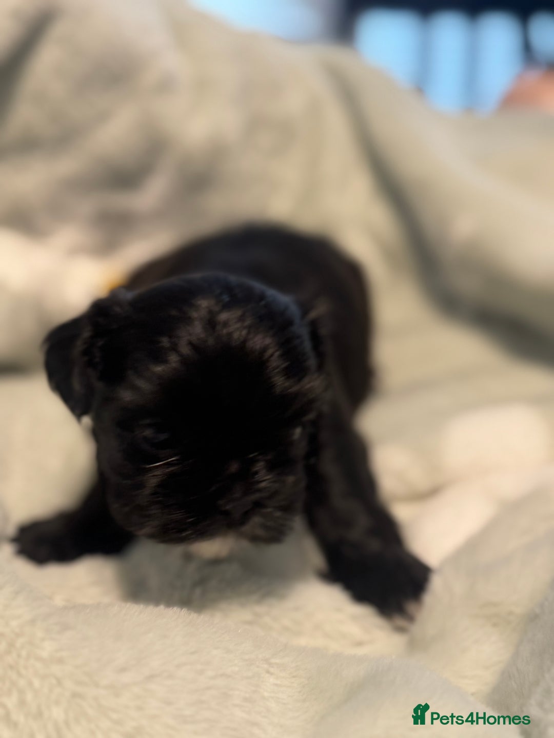 Shih Tzu dogs for sale: 🐾 Beautiful Shih Tzu Puppies🐾 - Image 10