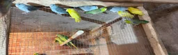 Mixed Breed birds for sale: Different birds for sale  - Advert 14