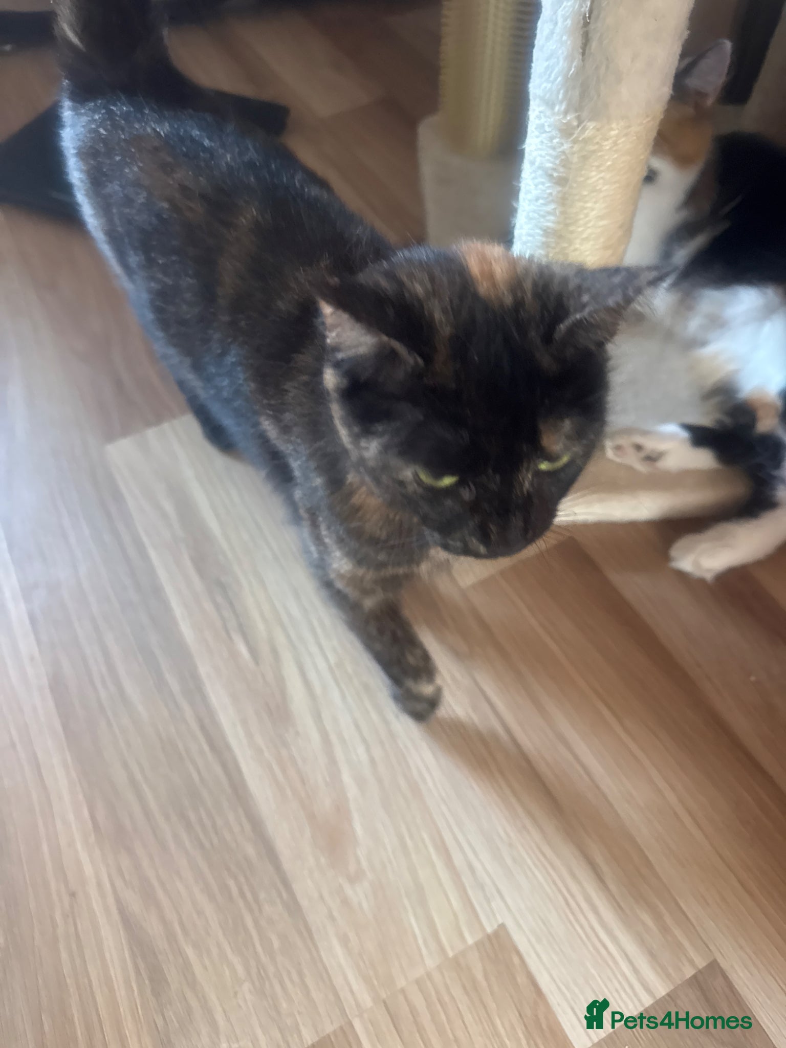 Mixed Breed cats Black fluffy kittens  - Advert 1