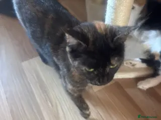 Mixed Breed cats Black fluffy kittens - Advert 1