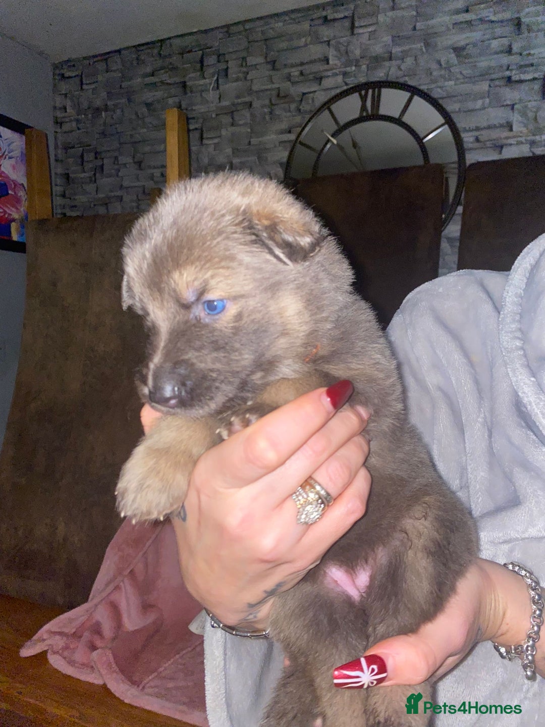 German Shepherd dogs for sale: Blue eyed long hair, blue German shepherds - Advert 5