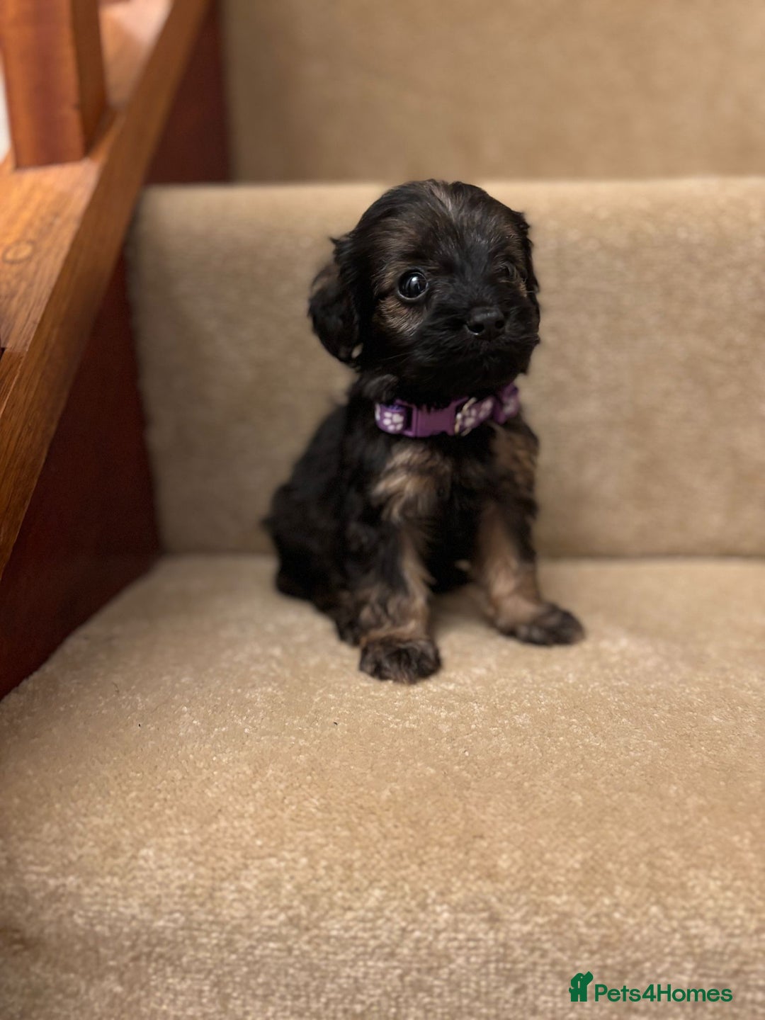 Cavapoo dogs for sale: F1A Cavapoos - Advert 14