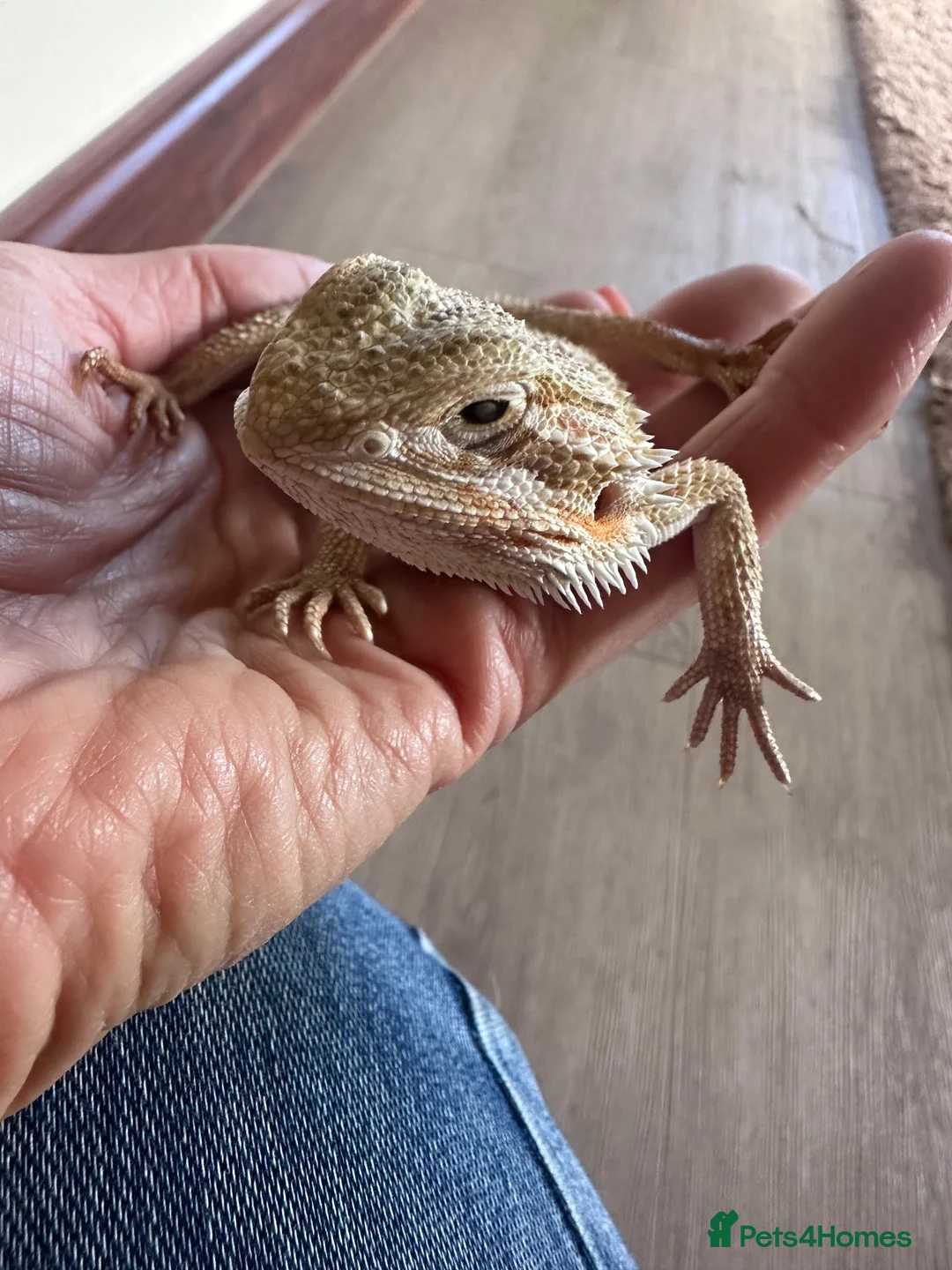 Bearded Dragon reptiles for sale: Baby Bearded Dragon 12 weeks - Advert 2