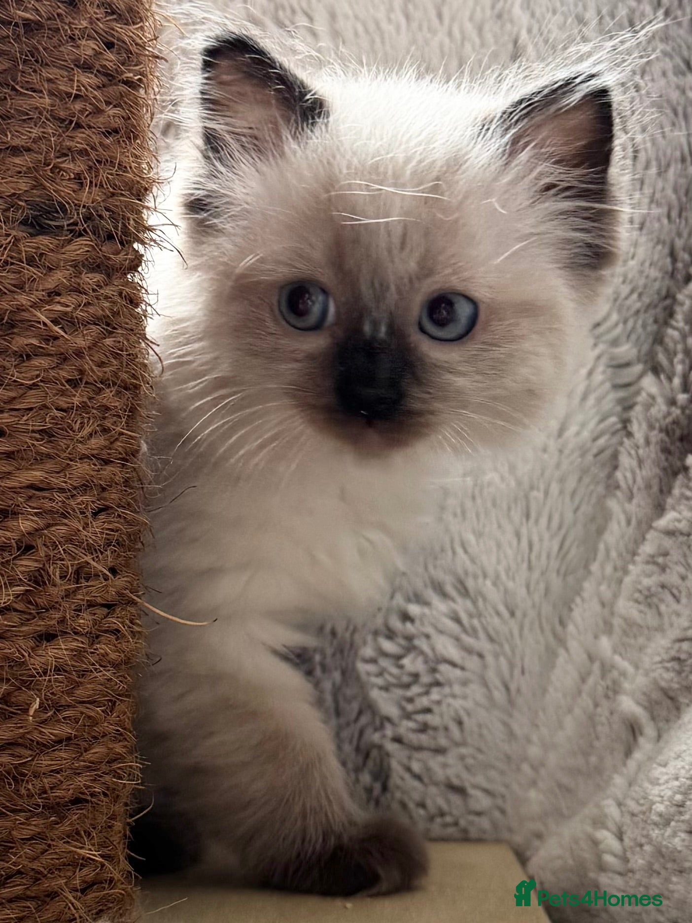 Ragdoll cats ❤️ Exceptional Lilac & Seal Point Ragdoll Kittens - Advert 1