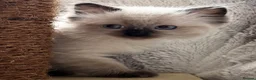 Ragdoll cats for sale: ❤️ Exceptional Lilac & Seal Point Ragdoll Kittens - Advert 1