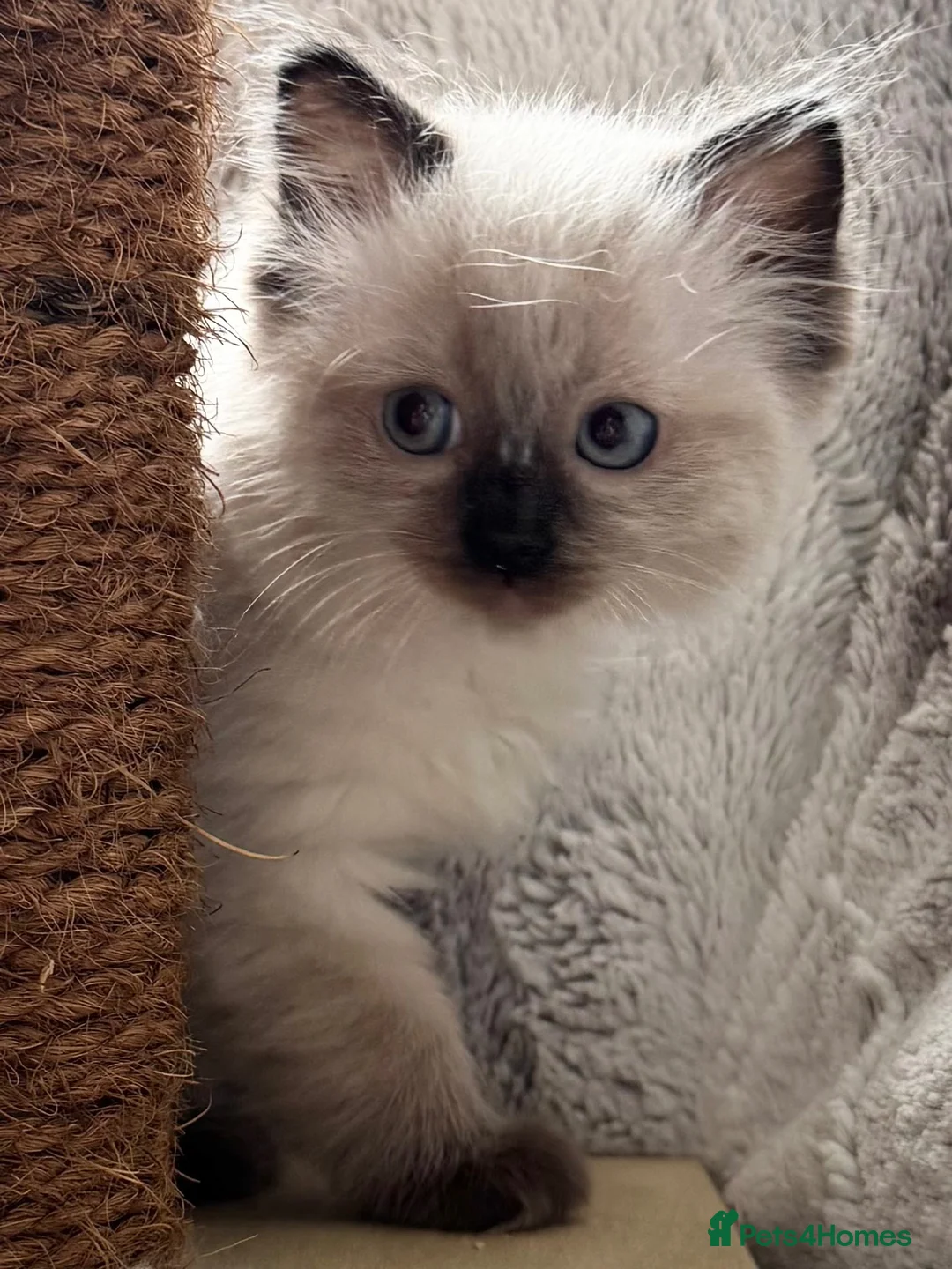 Ragdoll cats for sale: ❤️ Exceptional Lilac & Seal Point Ragdoll Kittens - Advert 1
