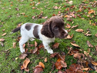 English Springer Spaniel dogs - Advert 15