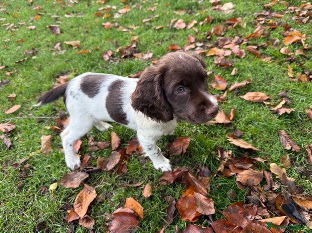 English Springer Spaniel dogs - Advert 11