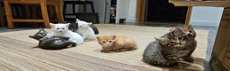 Mixed Breed cats for sale: 4 males and 4 female kittens   - Advert 8