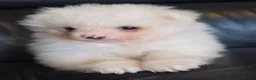 Pomeranian dogs for sale: Absolutely  stunning pomeranian  puppies  - Advert 8