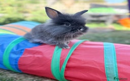 Lionhead rabbits for sale: Teddy Double & Single Lionhead Price starts at £35 - Image 26