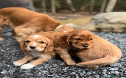 Cocker Spaniel dogs for sale: 3 litter cocker spaniels - Image 4