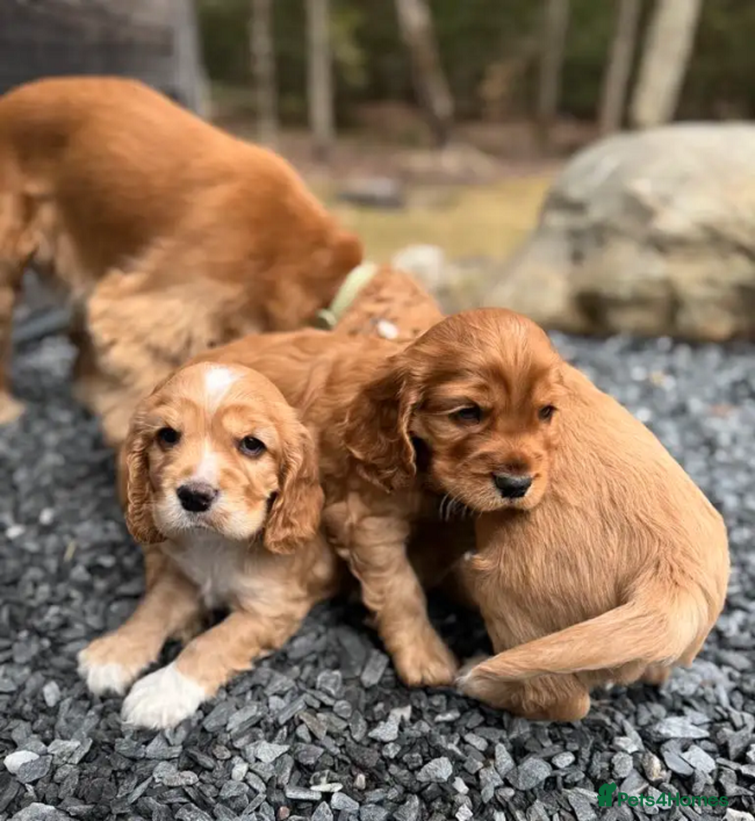 Cocker Spaniel dogs for sale: 3 litter cocker spaniels - Image 4