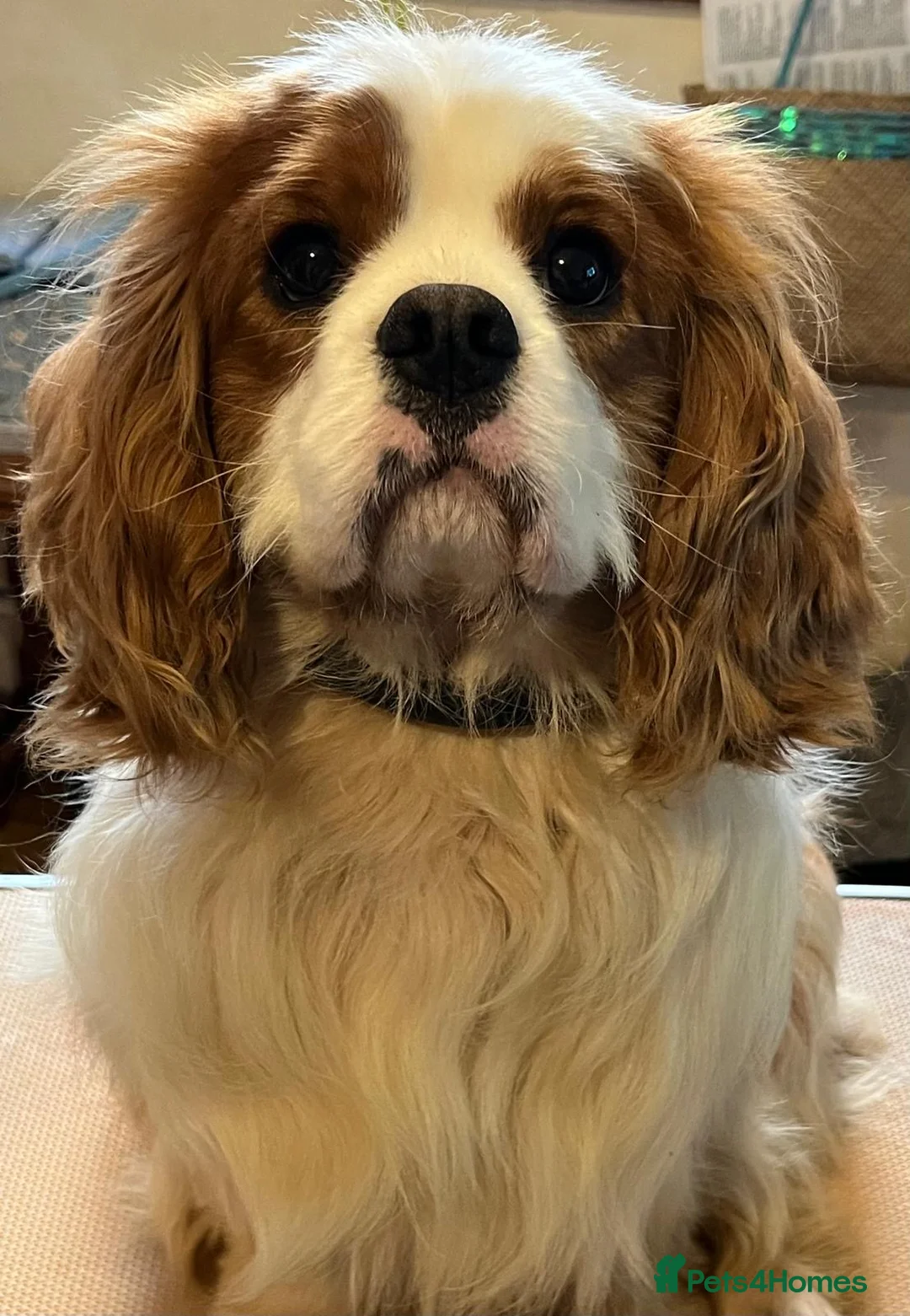 Cavalier King Charles Spaniel dogs for sale: Albus 2 year old Blenheim King Charles Cavalier in Bracknell - Advert 1