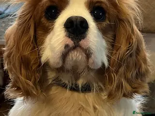 Cavalier King Charles Spaniel dogs Albus 2 year old Blenheim King Charles Cavalier - Advert 8