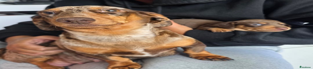Miniature Dachshund Puppy 1