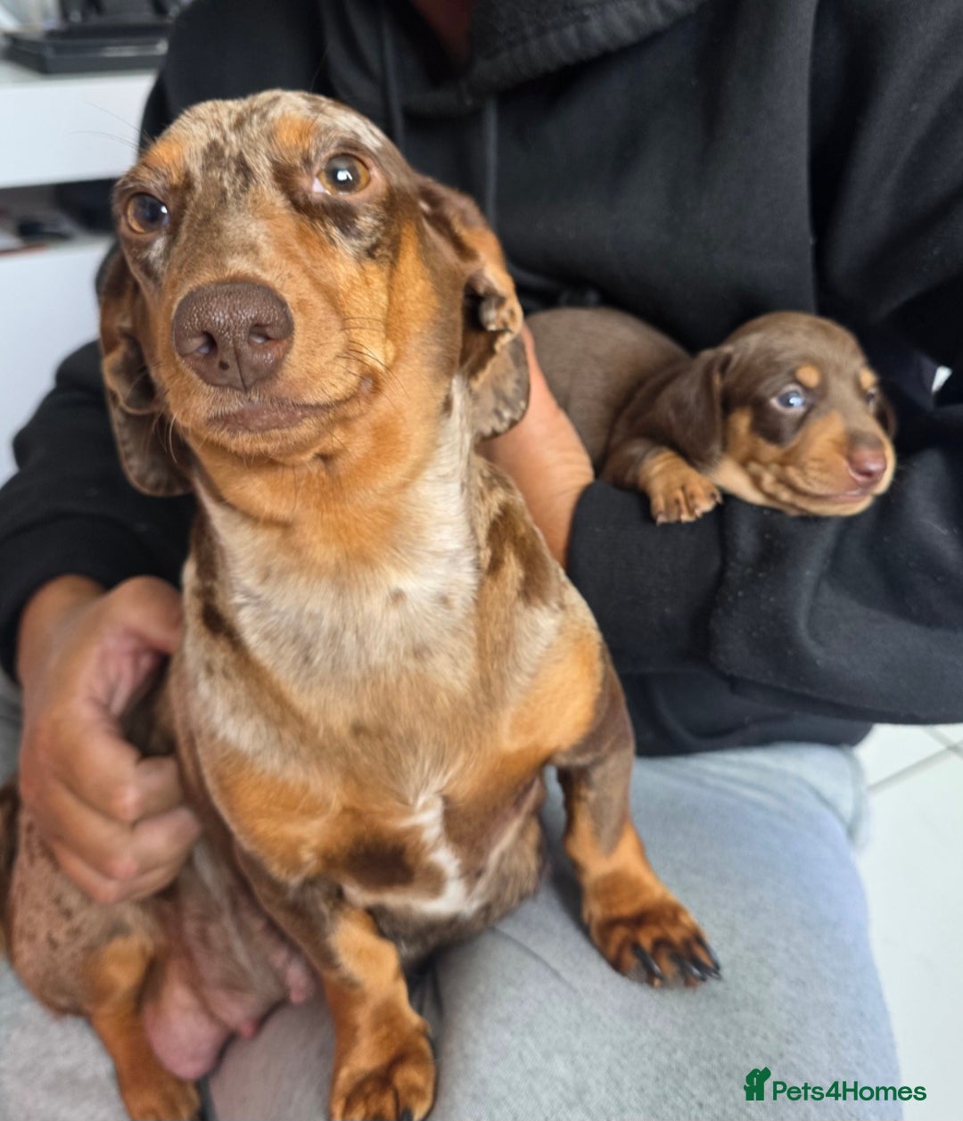 Miniature Dachshund dogs for sale: 3 left mini dachshund BOYS KC READY NOW   - Image 5