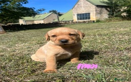 Labrador Retriever dogs for sale: Fox Red Labrador puppies  - Image 4