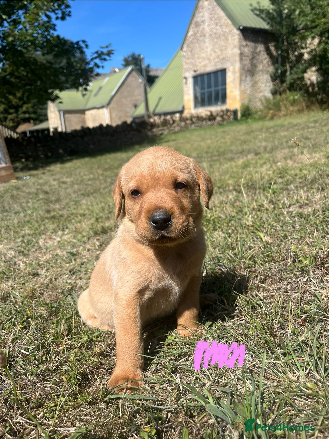 Labrador Retriever dogs for sale: Fox Red Labrador puppies  - Image 4