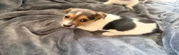Jack Russell dogs for sale: Super Jack Russell puppies - Advert 5