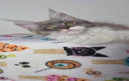 Maine Coon cats for sale: European Line Maine coon ...Ready to go now. - Image 4