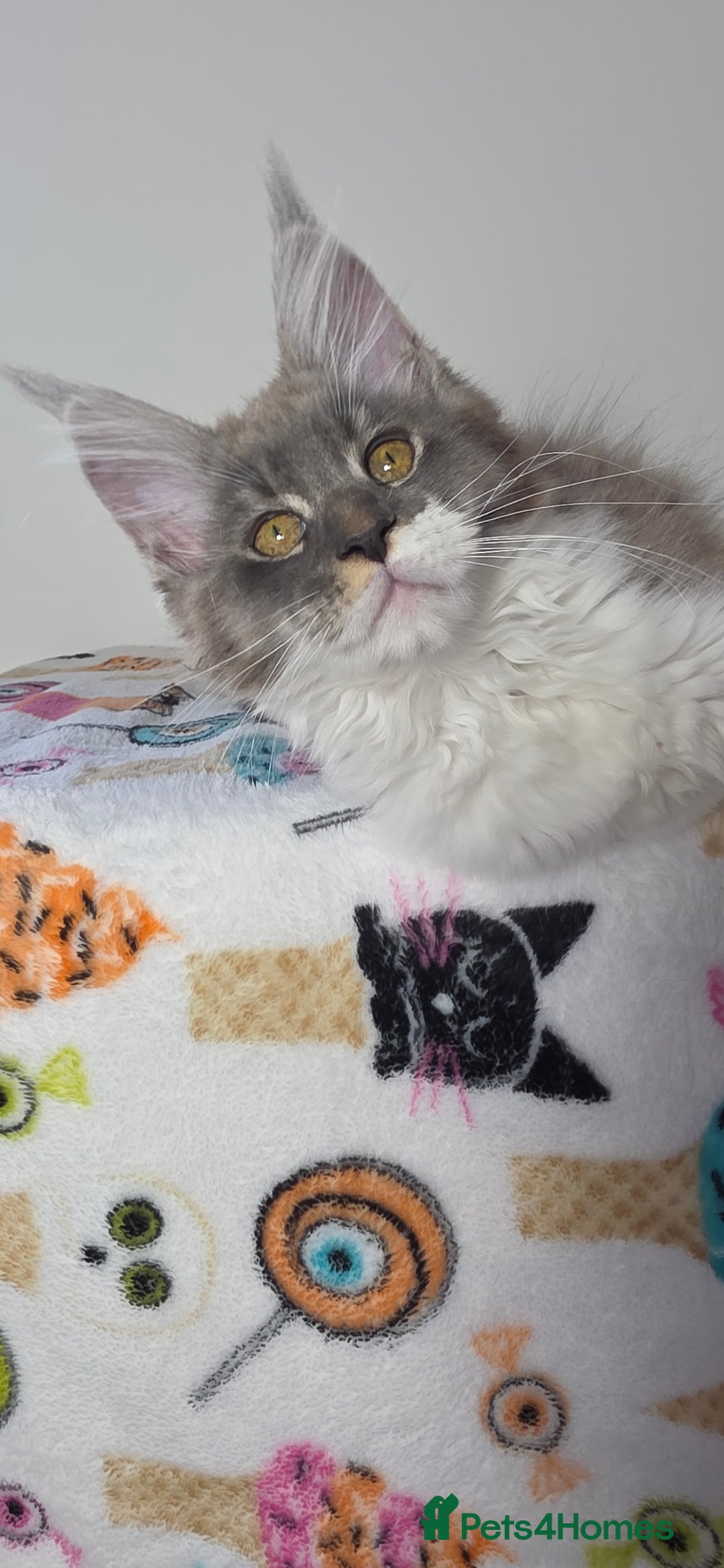 Maine Coon cats for sale: European Line Maine coon ...Ready to go now. - Image 4