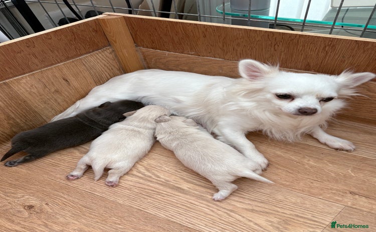 Mixed Breed dogs - Advert 5