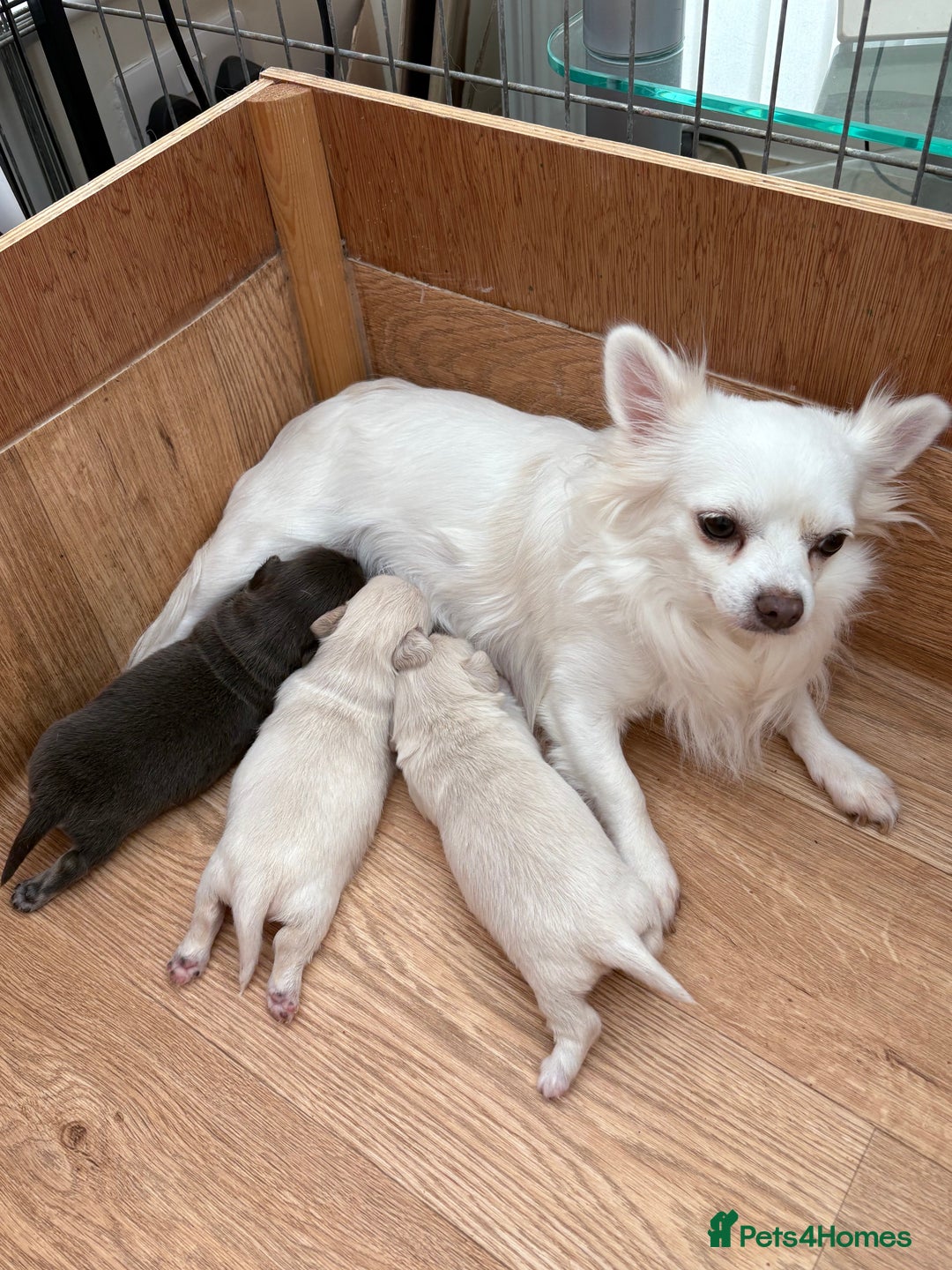 Mixed Breed dogs for sale: Chiweenie Long Haired Pups (Dachshund x Chihuahua) - Image 1
