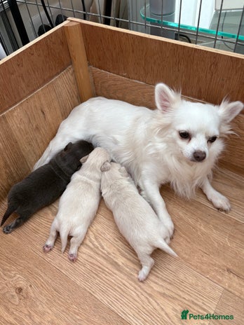 Mixed Breed dogs - Advert 10