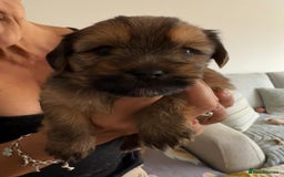 Yorkshire Terrier dogs for sale: Beautiful Chocolate Orange Yorkshire Terriers - Image 14