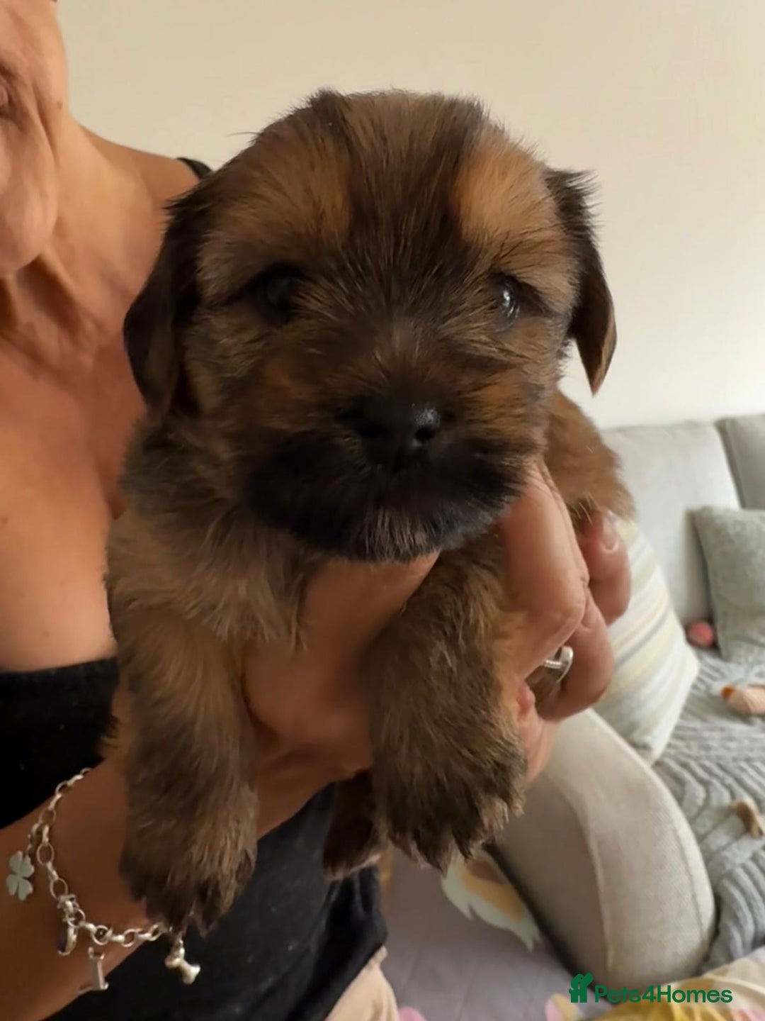 Yorkshire Terrier dogs for sale: Beautiful Chocolate Orange Yorkshire Terriers - Image 14