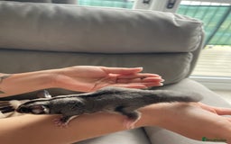 Sugar Glider rodents for sale: Male and Female Sugar Glider Siblings - Image 15