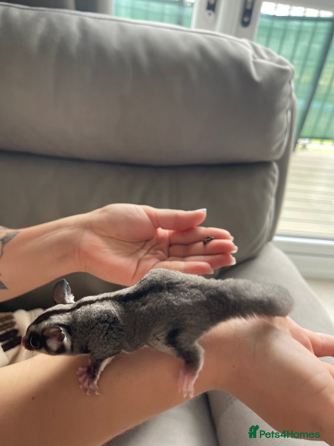 Sugar Glider rodents for sale: Male and Female Sugar Glider Siblings - Image 15