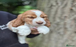 Cocker Spaniel dogs for sale: 100% SHOW TYPE HEALTH TESTED COCKERSPANIELS - Image 13