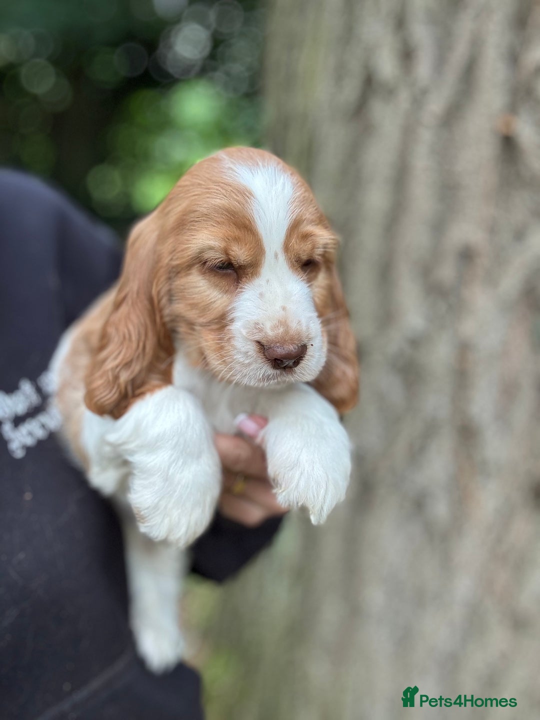 Cocker Spaniel dogs for sale: 100% SHOW TYPE HEALTH TESTED COCKERSPANIELS - Image 13