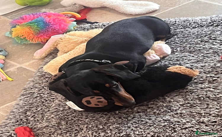 Miniature Dachshund dogs - Advert 1